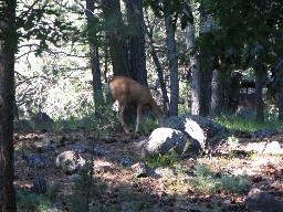 Deer in the campsite at Zastrow